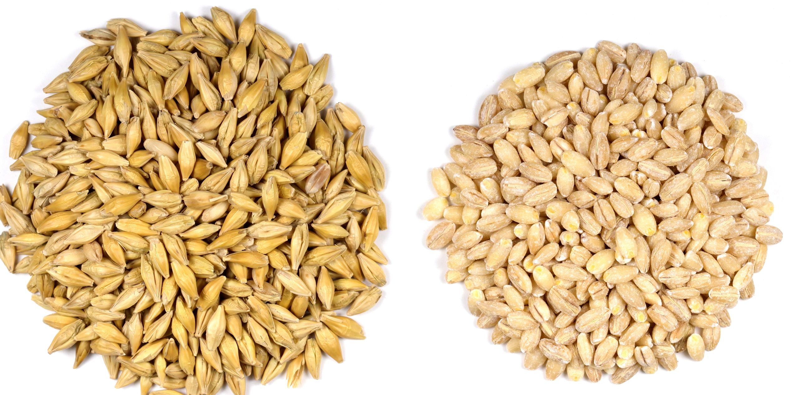 Butiran biji barley atau jelai yang sudah dimasak menjadi nasi sebagai alternatif karbohidrat sehat