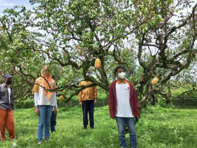 Pemandangan pepohonan buah yang tertata rapi di kawasan Taman Buah Mekarsari Cileungsi, Bogor, sebagai pusat pelestarian hayati terbesar