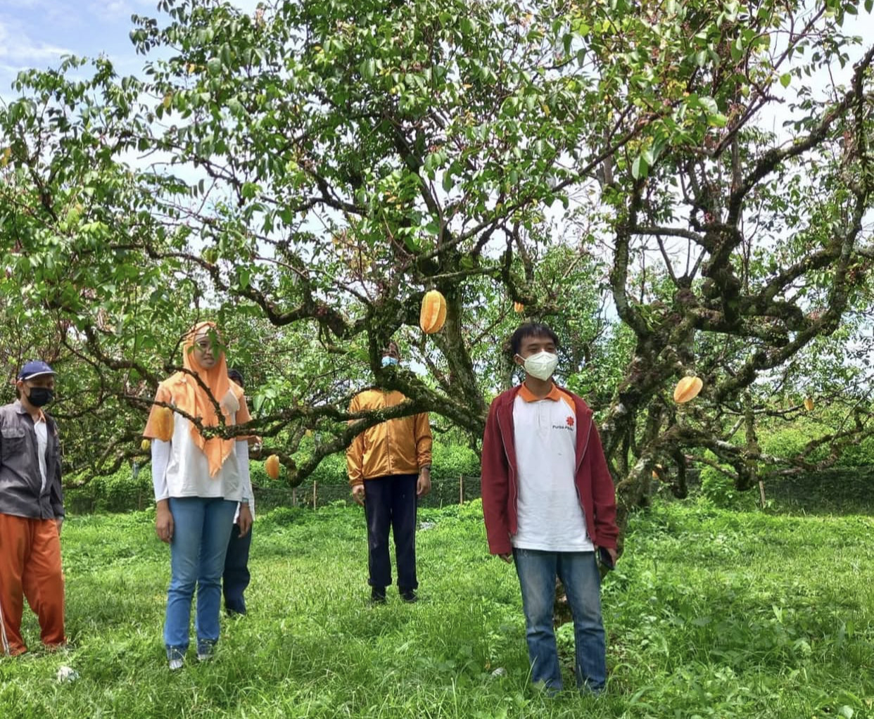 Pemandangan pepohonan buah yang tertata rapi di kawasan Taman Buah Mekarsari Cileungsi, Bogor, sebagai pusat pelestarian hayati terbesar