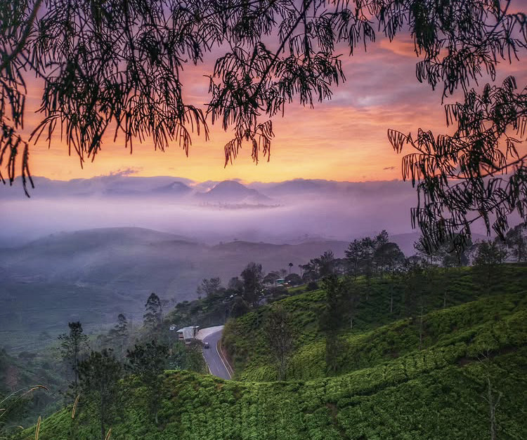 Sunrise di Kebun Teh Cukul, Pangalengan