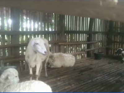 Puluhan domba milik warga Desa Dewisari, Kecamatan Rengasdengklok, Kabupaten Karawang, mati mendadak dalam sebulan terakhir