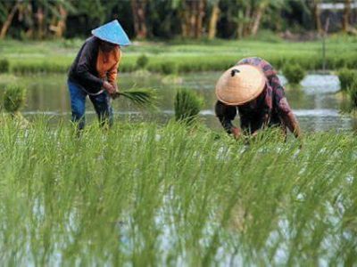 Lahan pertanian di Kalimantan Selatan terdampak banjir yang sedang dalam proses pemulihan oleh petani dan pemerintah daerah