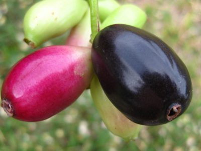 Buah jamblang atau duwet yang matang berwarna ungu kehitaman, kaya akan antioksidan dan flavonoid