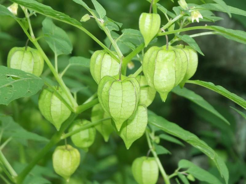 Ciplukan atau Physalis angulata dikenal sebagai tanaman liar berkhasiat dengan potensi antibakteri, antiinflamasi, dan antikanker