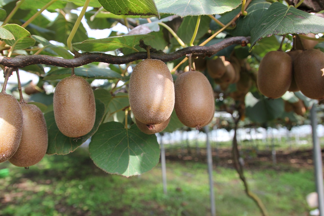 Ilustrasi buah tinggi kalsium seperti kiwi untuk kesehatan tulang