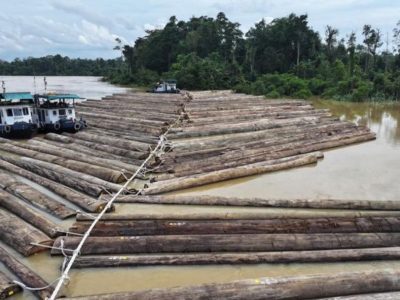 Rakit kayu gelondongan di Sungai Kapuas, Kalimantan Tengah yang viral di media sosial
