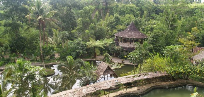 Pemandangan hijau persawahan dan aktivitas wisatawan sedang membajak sawah di Desa Wisata Pentingsari, Cangkringan, Sleman