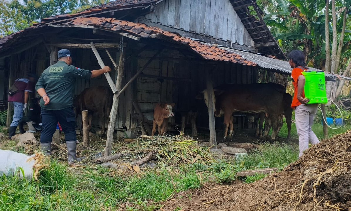 Petugas Disnakkan Bojonegoro memeriksa ternak dan melakukan penyemprotan disinfektan di Desa Kawengan