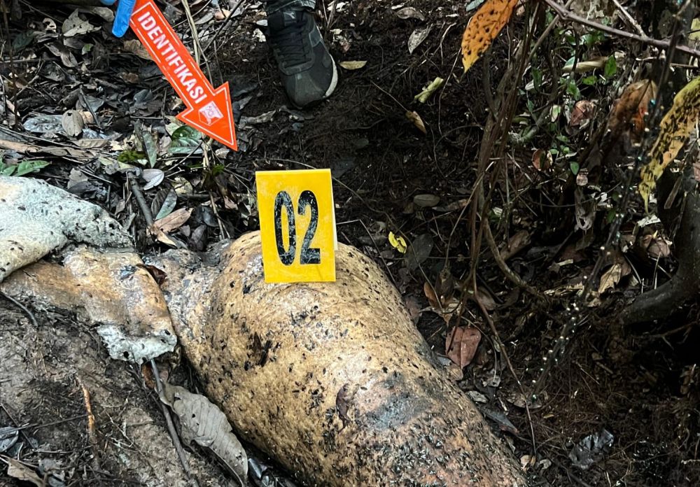 Tim forensik memeriksa bangkai gajah Sumatra yang ditemukan mati tanpa gading di Ukui, Pelalawan.