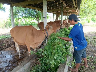 Peternak sedang memberi pakan pada sapi-sapi sehat di kandang