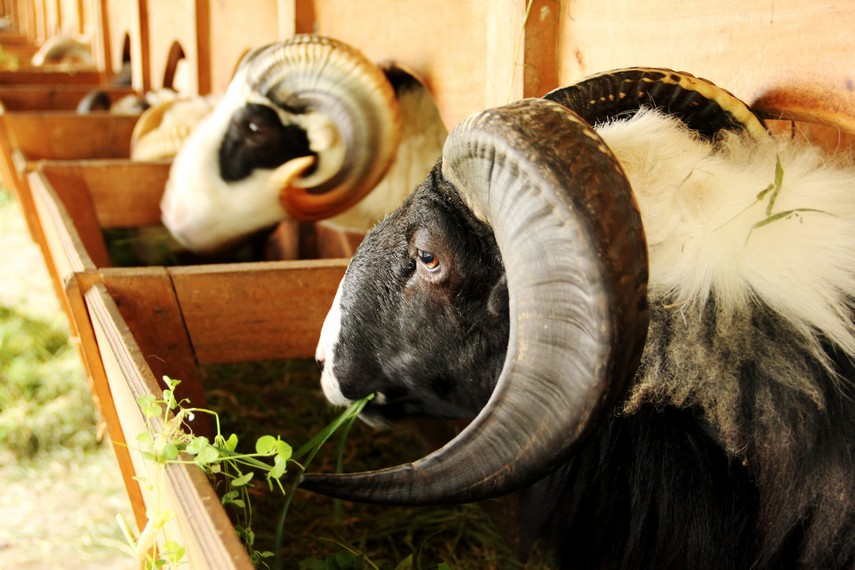 Domba di De Wisdom di ikut sertakan dalam ajang tradisi ketangkasan domba khas Garut
