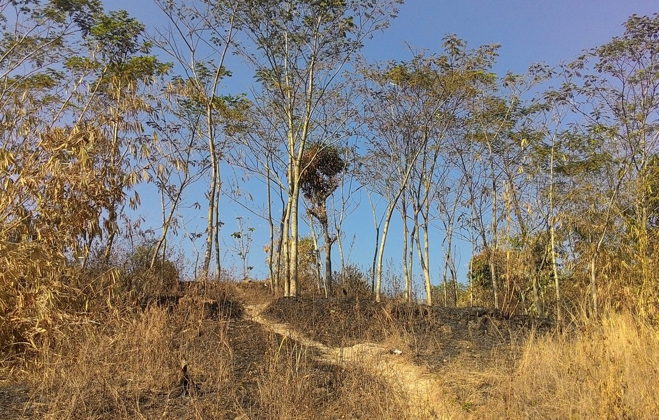 Tanah vegetasi yang kering akibat Musim Kemarau di Bandung, Jawa Barat/Foto: Wikipedia