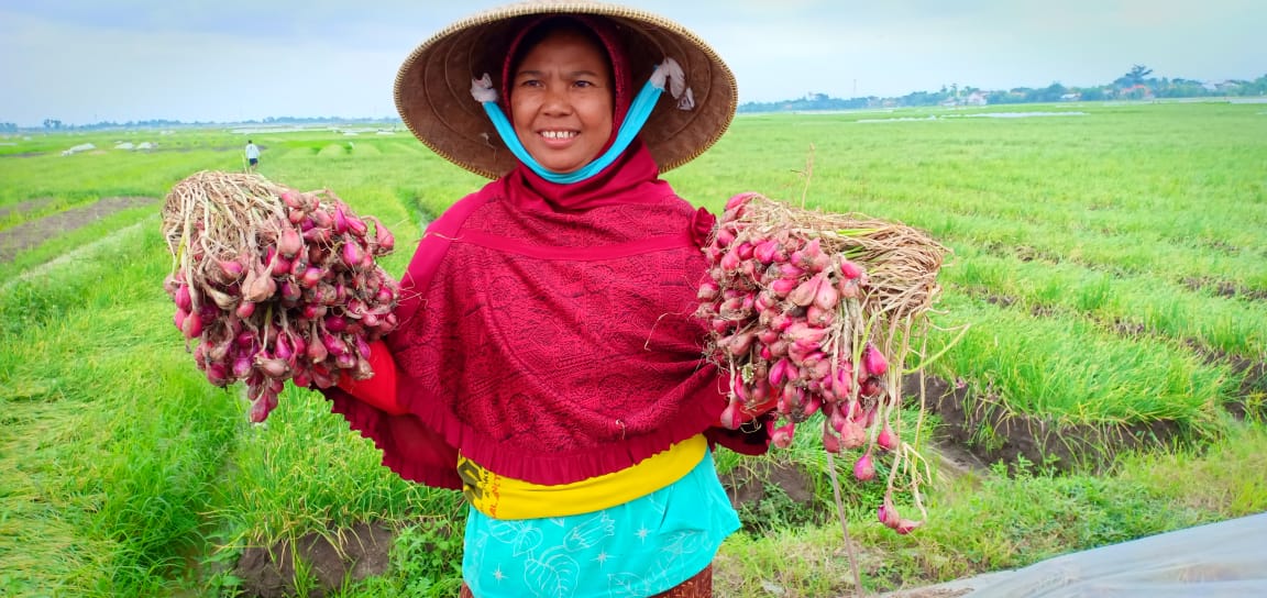 Petani Bawang Merah di Brebes/Foto: Humas Ditjen Hortikultura
