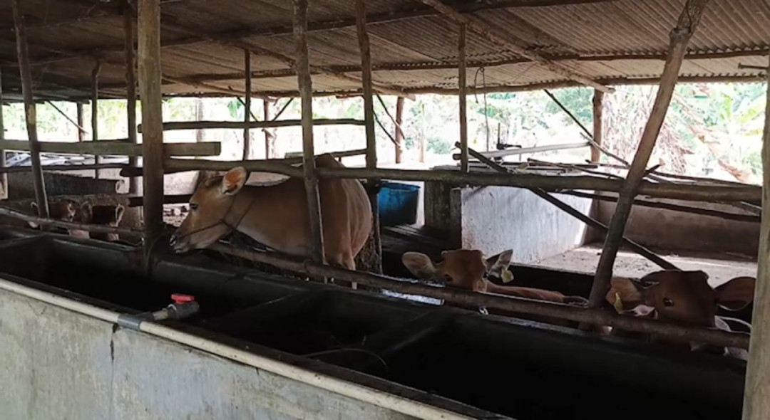 Peternakan Sapi di Bangka Belitung/Foto: Istimewa