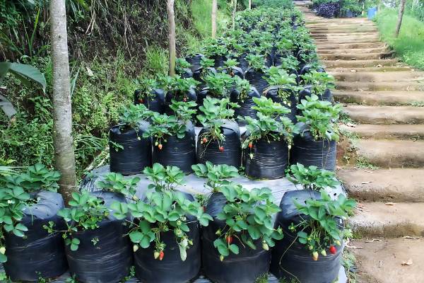 Wisata memetik buah stroberi segar langsung dari kebun di kawasan wisata Lembang, Bandung/Foto: Indonesia Kaya