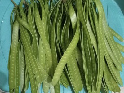 Lamtoro atau petai cina memiliki 13 manfaat kesehatan: dari cegah diabetes, turunkan kolesterol, hingga percepat penyembuhan luka. Simak kandungan dan cara konsumsinya.