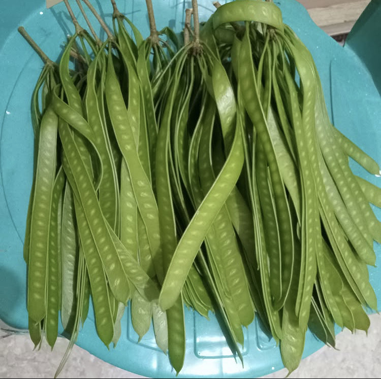 Lamtoro atau petai cina memiliki 13 manfaat kesehatan: dari cegah diabetes, turunkan kolesterol, hingga percepat penyembuhan luka. Simak kandungan dan cara konsumsinya.