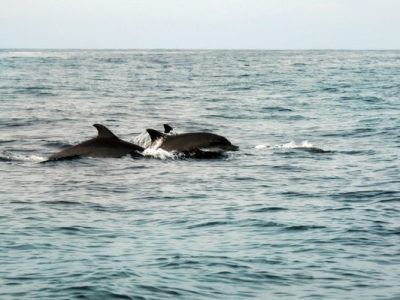 Teluk Kiluan di Lampung, habitat alami dua spesies lumba-lumba dengan koloni terbesar di Asia Tenggara/Foto: Indonesia Kaya