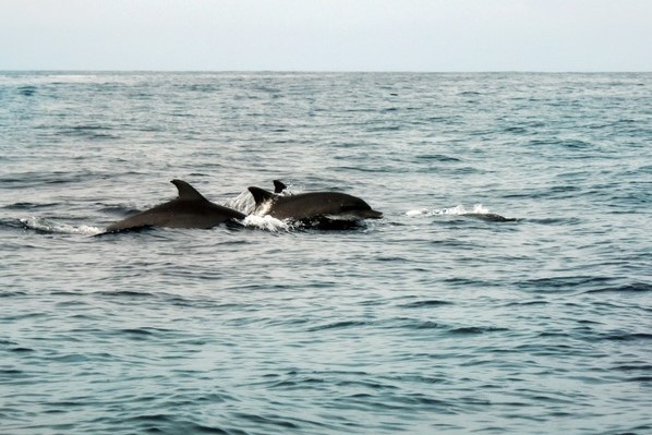 Teluk Kiluan di Lampung, habitat alami dua spesies lumba-lumba dengan koloni terbesar di Asia Tenggara/Foto: Indonesia Kaya