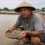 DPR soroti krisis benur udang dan ketergantungan pakan impor. Biaya produksi naik, margin tipis, tambak Panturatertekan/Ilustrasi: Indoragamnewscom