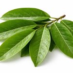 Daun srikaya kaya antioksidan dan senyawa aktif. Mulai dari jaga jantung hingga redakan stres, ini 9 manfaat yang jarang diketahui.