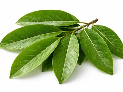 Daun srikaya kaya antioksidan dan senyawa aktif. Mulai dari jaga jantung hingga redakan stres, ini 9 manfaat yang jarang diketahui.