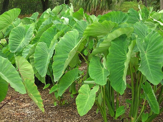 Daun talas terbukti efektif menurunkan risiko penyakit jantung dan menjaga kesehatan kulit berkat kandungan vitamin C, zat besi, dan asam amino treonin.