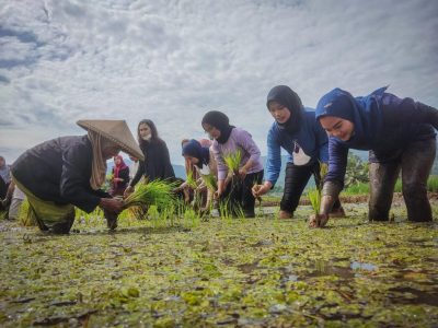 Wisatawan yang berkunjung ke Desa Wisata Cibeusi dapat belajar bertani langsung dari warga, mulai dari menanam padi hingga membajak sawah dengan kerbau/Foto: Disparbud Jabar