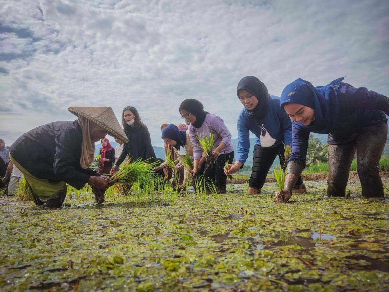 Wisatawan yang berkunjung ke Desa Wisata Cibeusi dapat belajar bertani langsung dari warga, mulai dari menanam padi hingga membajak sawah dengan kerbau/Foto: Disparbud Jabar