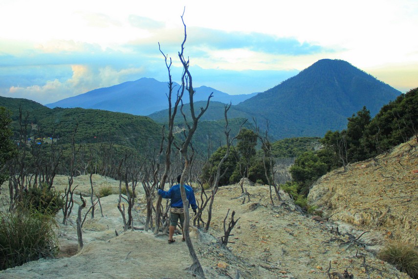Hutan Mati Papandayan di Garut menyimpan sejarah letusan dahsyat 1772 dan 2002/Foto: Indonesia Kaya