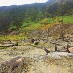 Hutan mati menjadi bagian yang dapat disaksikan saat berkunjung ke Kawah Papandayan/Foto: Indonesia Kaya