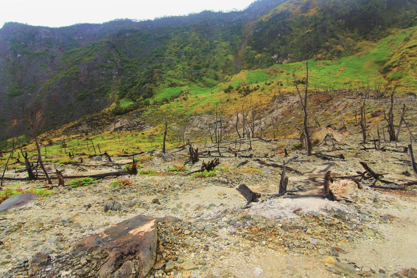 Hutan mati menjadi bagian yang dapat disaksikan saat berkunjung ke Kawah Papandayan/Foto: Indonesia Kaya