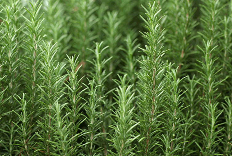 Tanaman Rosemary/Foto: Istimewa