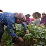 Bupati Temanggung Agus Setyawan saat panen raya edamame di lahan pertanian Desa Nguwet, Kecamatan Kranggan, Senin (27/4/2026)
