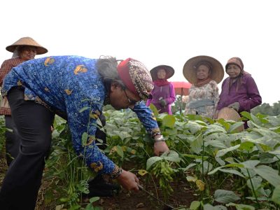 Bupati Temanggung Agus Setyawan saat panen raya edamame di lahan pertanian Desa Nguwet, Kecamatan Kranggan, Senin (27/4/2026)