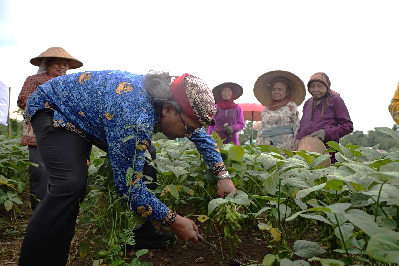 Bupati Temanggung Agus Setyawan saat panen raya edamame di lahan pertanian Desa Nguwet, Kecamatan Kranggan, Senin (27/4/2026)