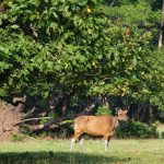 Padang Cidaon, savana 4 hektar di Ujung Kulon. Tempat berkumpul banteng, rusa, merak. Badak Jawa kini langka, populasi tersisa 50-60 ekor.