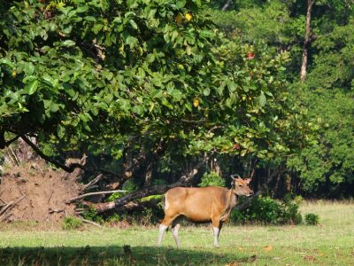 Padang Cidaon, savana 4 hektar di Ujung Kulon. Tempat berkumpul banteng, rusa, merak. Badak Jawa kini langka, populasi tersisa 50-60 ekor.