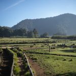 Hamparan padang rumput hijau dengan rusa berkeliaran bebas di Ranca Upas, latar belakang perbukitan dan kabut pagi