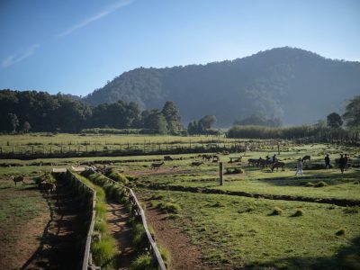 Hamparan padang rumput hijau dengan rusa berkeliaran bebas di Ranca Upas, latar belakang perbukitan dan kabut pagi