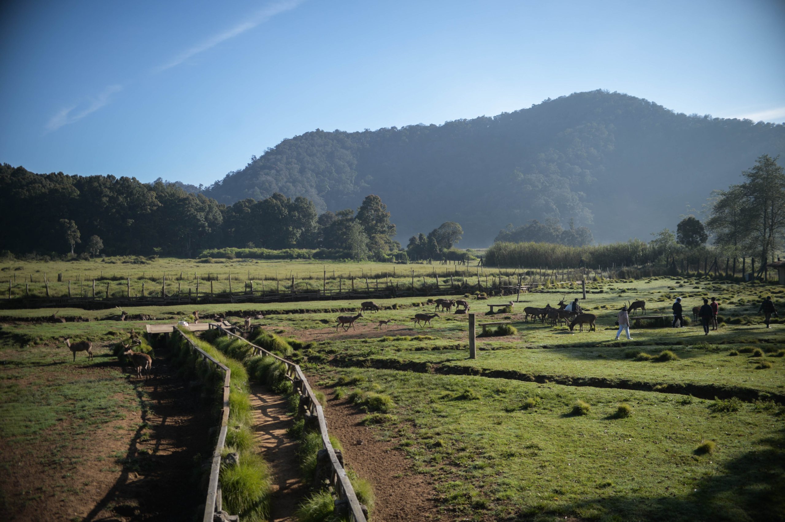 Hamparan padang rumput hijau dengan rusa berkeliaran bebas di Ranca Upas, latar belakang perbukitan dan kabut pagi