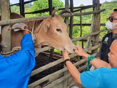 Pegawai Kesehatan Hewan dari Dinas Peternakan Aceh memberi vaksinasi untuk hewan ternak/Foto: Istimewa