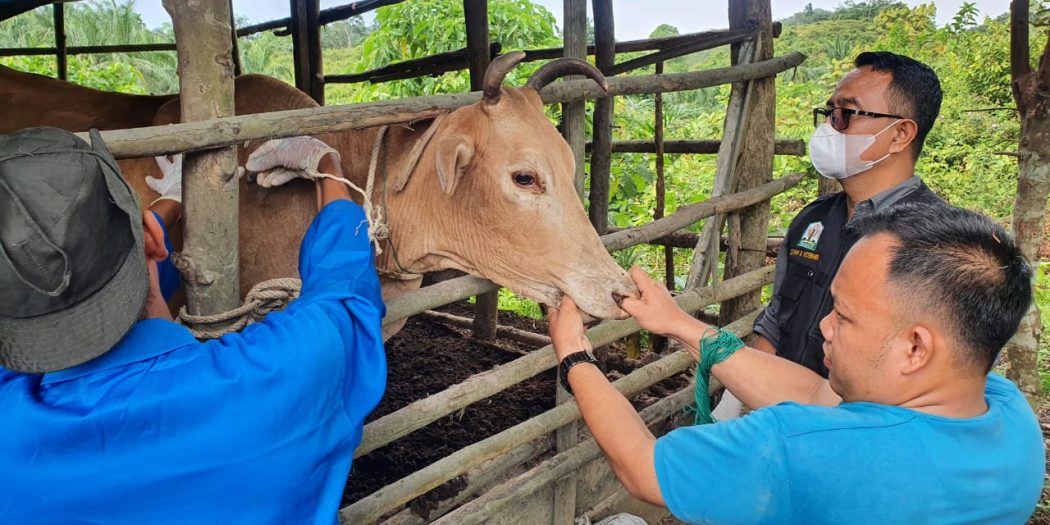 Pegawai Kesehatan Hewan dari Dinas Peternakan Aceh memberi vaksinasi untuk hewan ternak/Foto: Istimewa