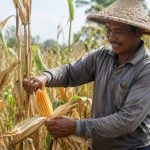 BUMDes Restu Bersaya di Bengkalis panen 6-7 ton jagung dari lahan gambut. Warga buktikan kemandirian pangan di tengah cuaca ekstrem dan keterbatasan alat/Foto: Istimewa
