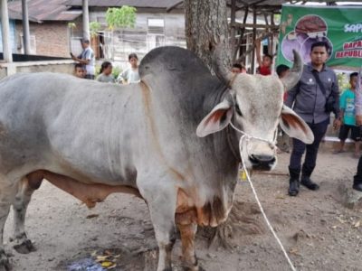 Sapi Simental/Foto:Istimewa