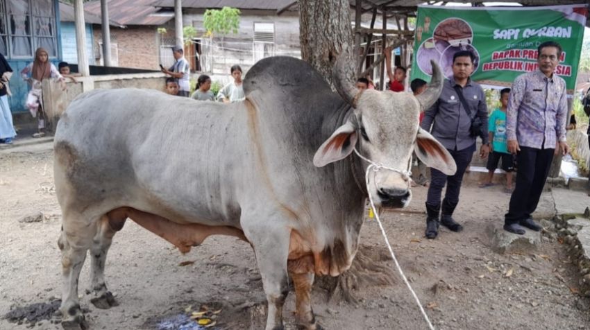 Sapi Simental/Foto:Istimewa