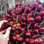Harga TBS sawit mitra swadaya Riau periode 6-12 Mei 2026 naik tipis didorong lonjakan harga kernel. Tertinggi Rp3.880 untuk umur 9 tahun/Foto: Istimewa