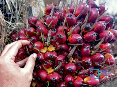 Harga TBS sawit mitra swadaya Riau periode 6-12 Mei 2026 naik tipis didorong lonjakan harga kernel. Tertinggi Rp3.880 untuk umur 9 tahun/Foto: Istimewa