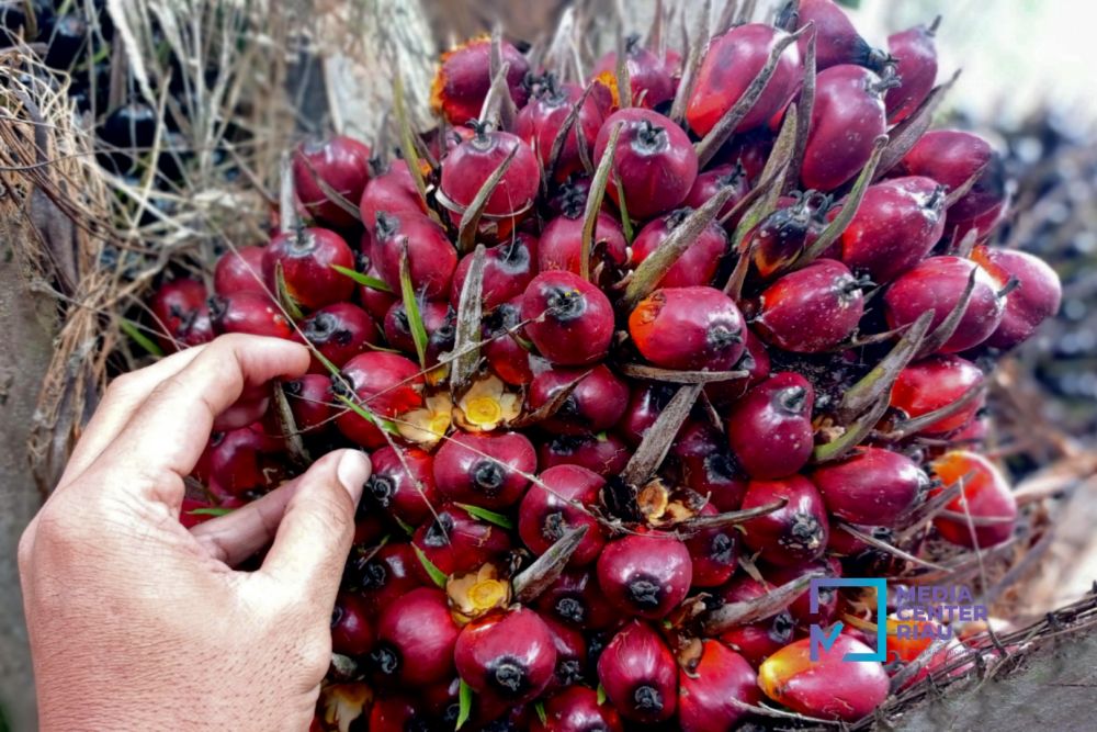 Harga TBS sawit mitra swadaya Riau periode 6-12 Mei 2026 naik tipis didorong lonjakan harga kernel. Tertinggi Rp3.880 untuk umur 9 tahun/Foto: Istimewa