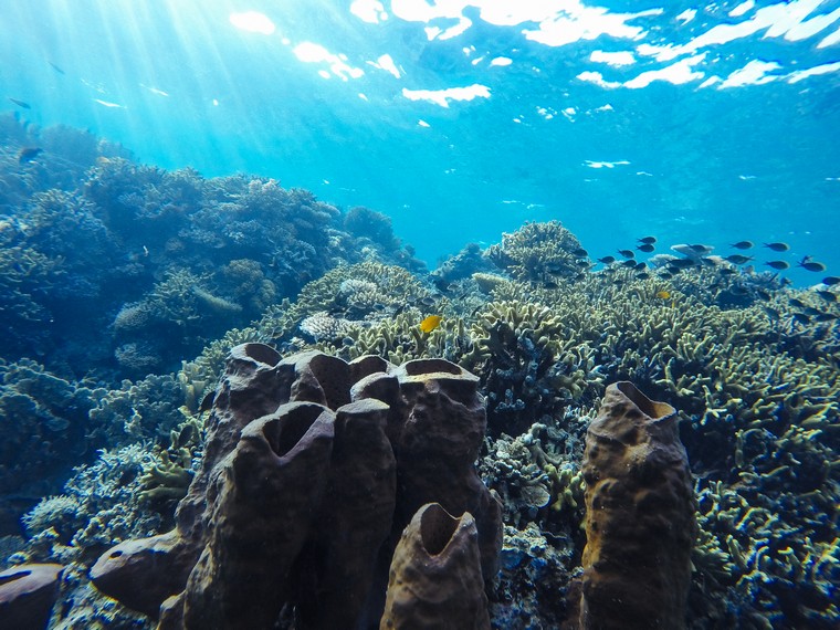 Kepulauan Togean di Sulawesi Tengah dijuluki Heart of Coral Triangle. Punya danau ubur-ubur tanpa sengat, barrier reef, dan atoll.